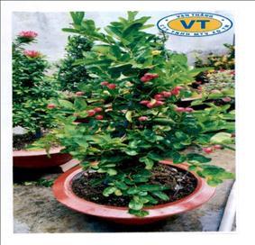 Cục Sở hữu trí tuệ cấp văn bằng bảo hộ nhãn hiệu “Vạn Thắng VT CTY TNHH MTV XD TM, hình”